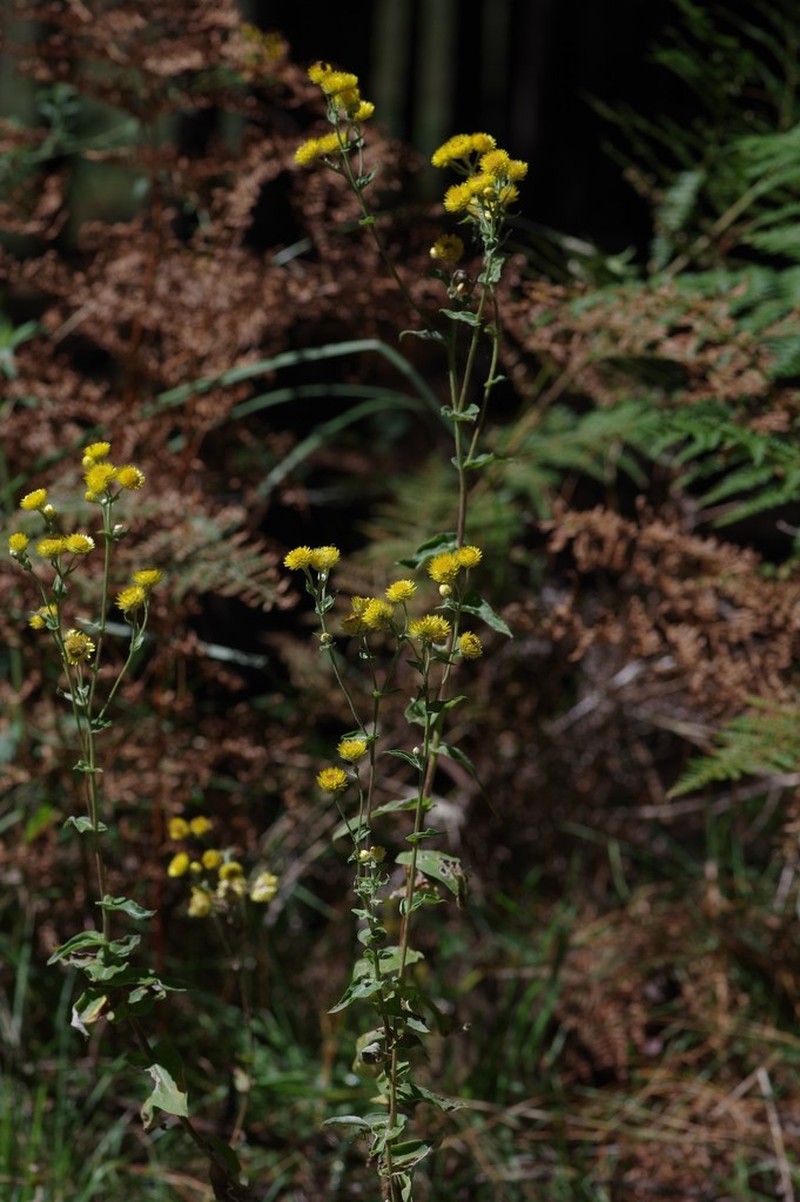 Helichrysum cooperi photo 7
