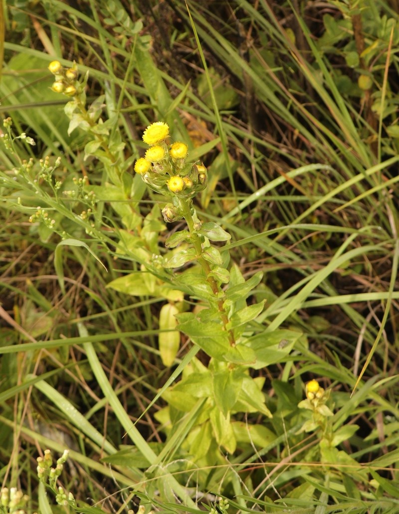 Helichrysum cooperi photo 8