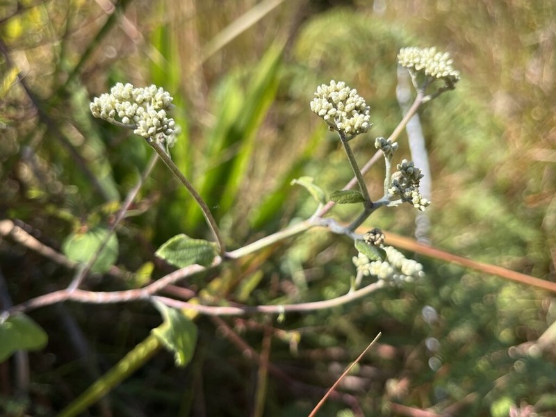 Helichrysum cordifolium