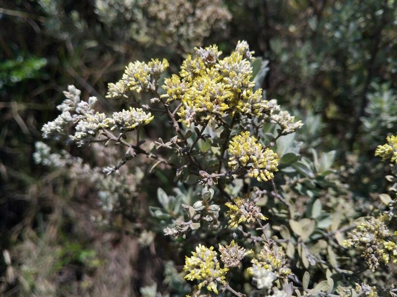 Helichrysum cordifolium photo 5