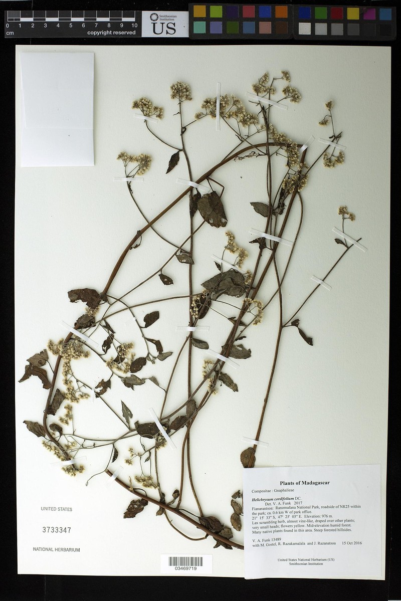 Helichrysum cordifolium photo 6