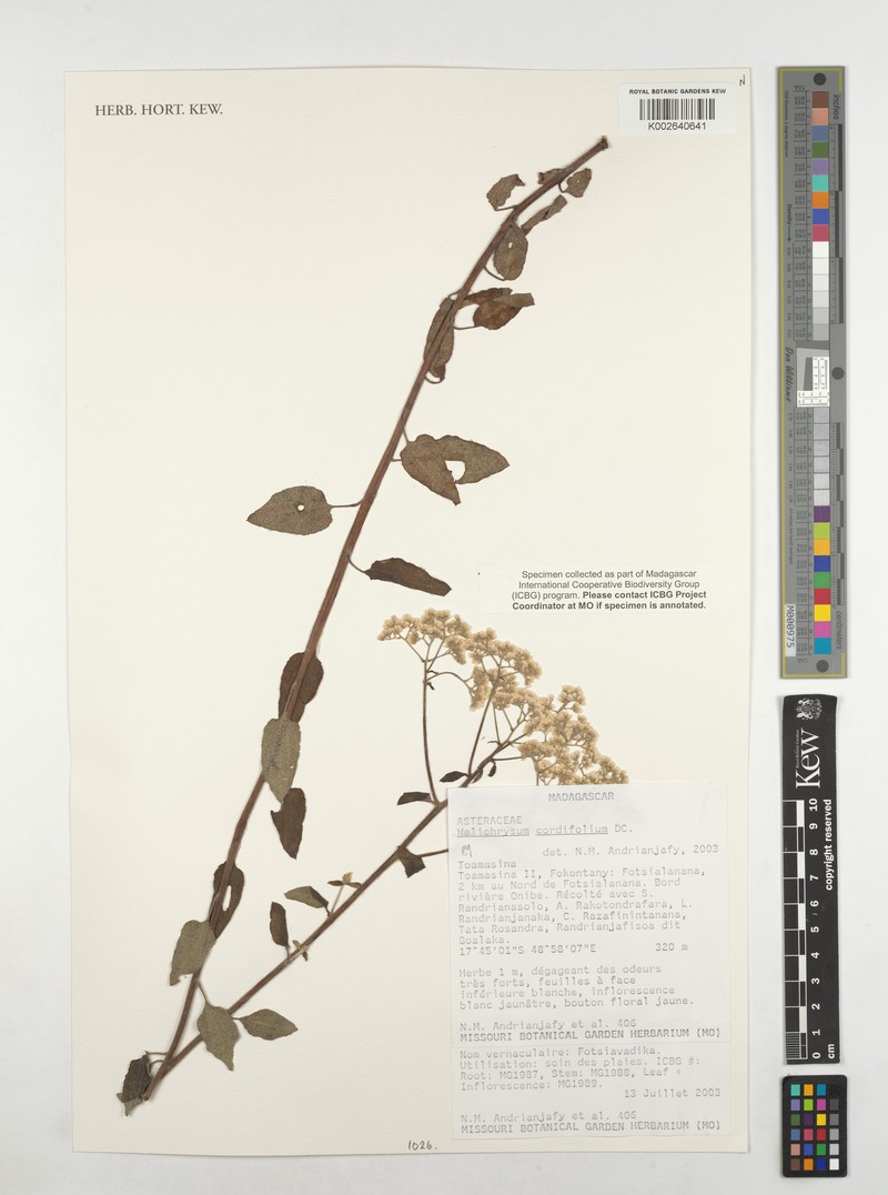 Helichrysum cordifolium photo 7