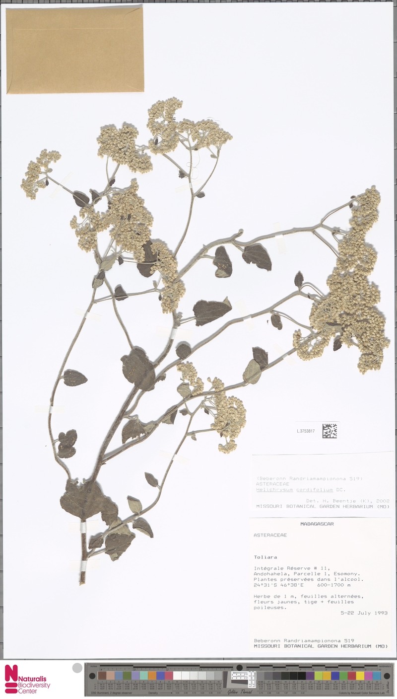 Helichrysum cordifolium photo 8