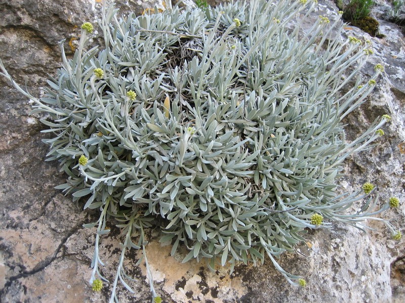 Helichrysum crassifolium photo 2