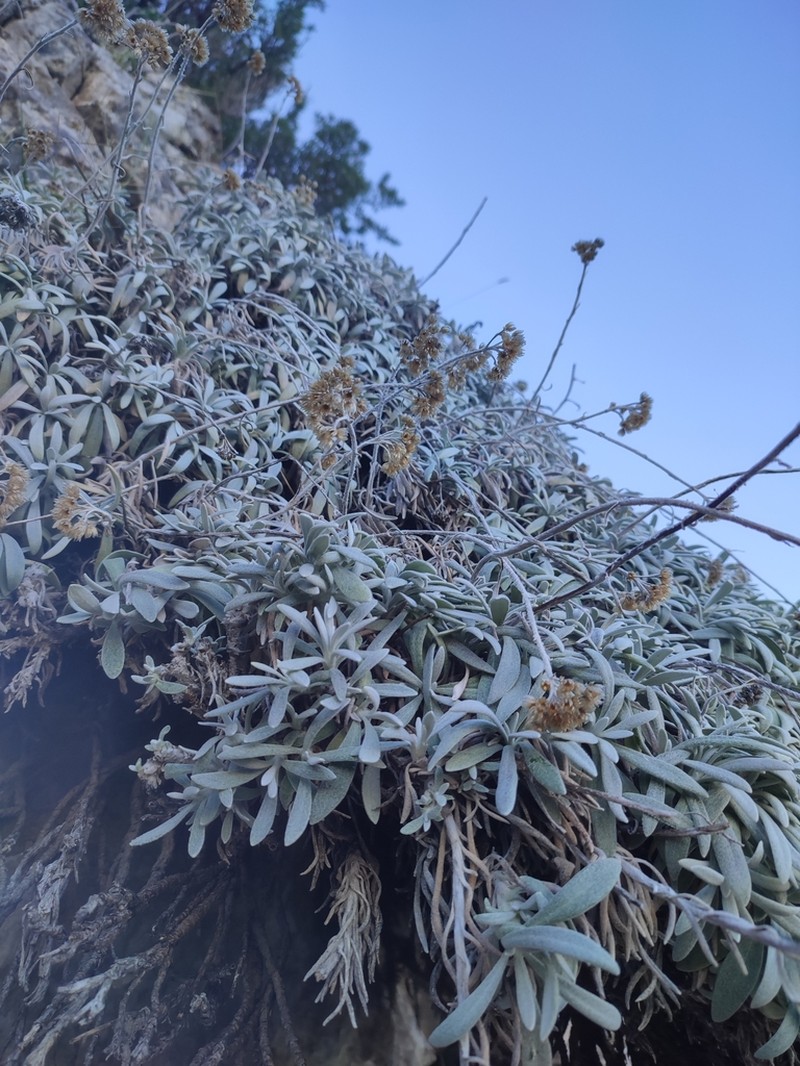Helichrysum crassifolium photo 3