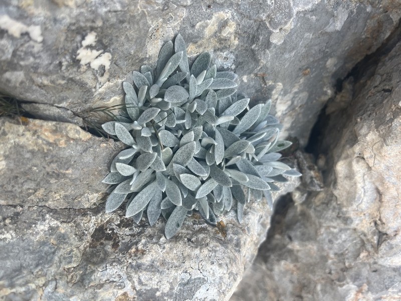 Helichrysum crassifolium photo 4