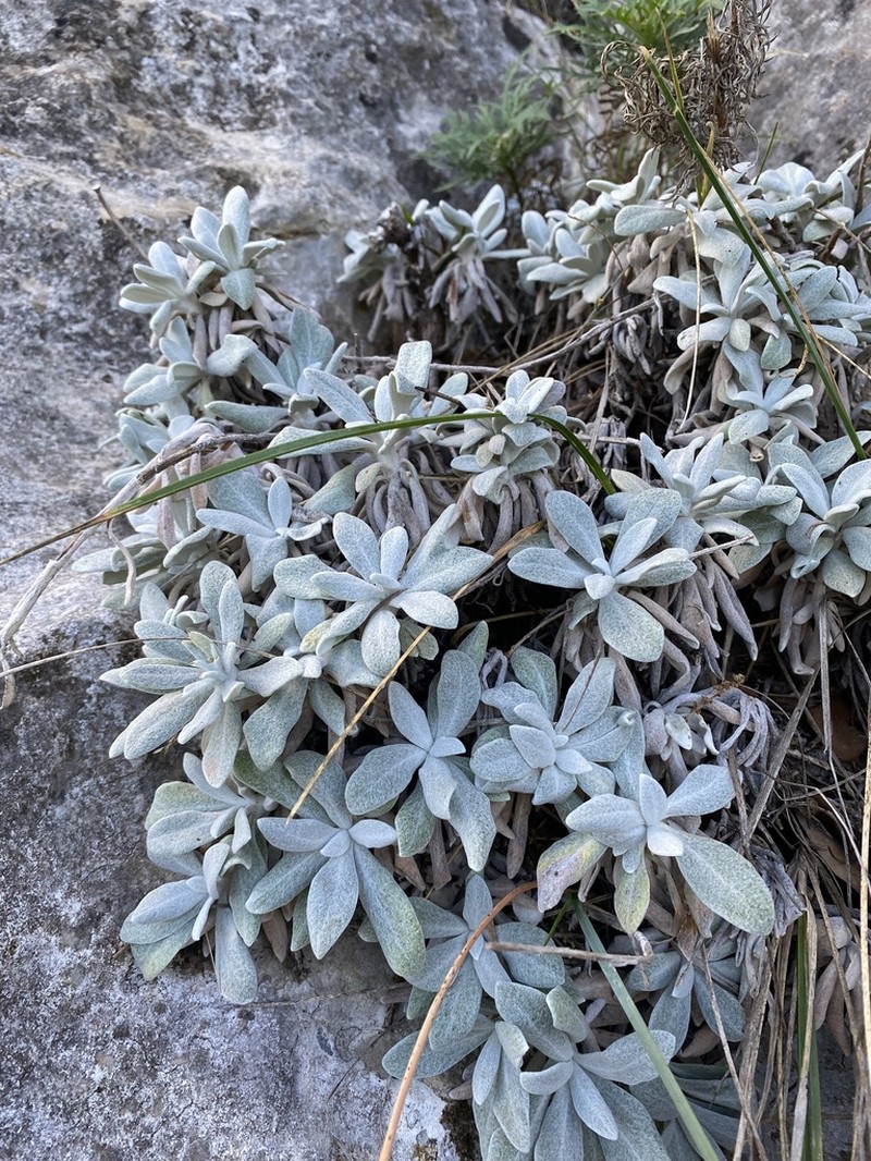 Helichrysum crassifolium photo 5