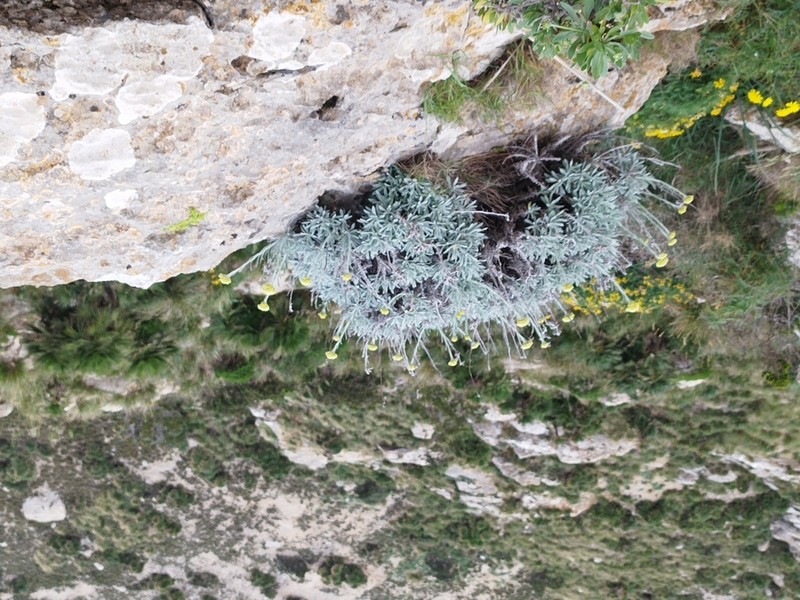 Helichrysum crassifolium photo 6