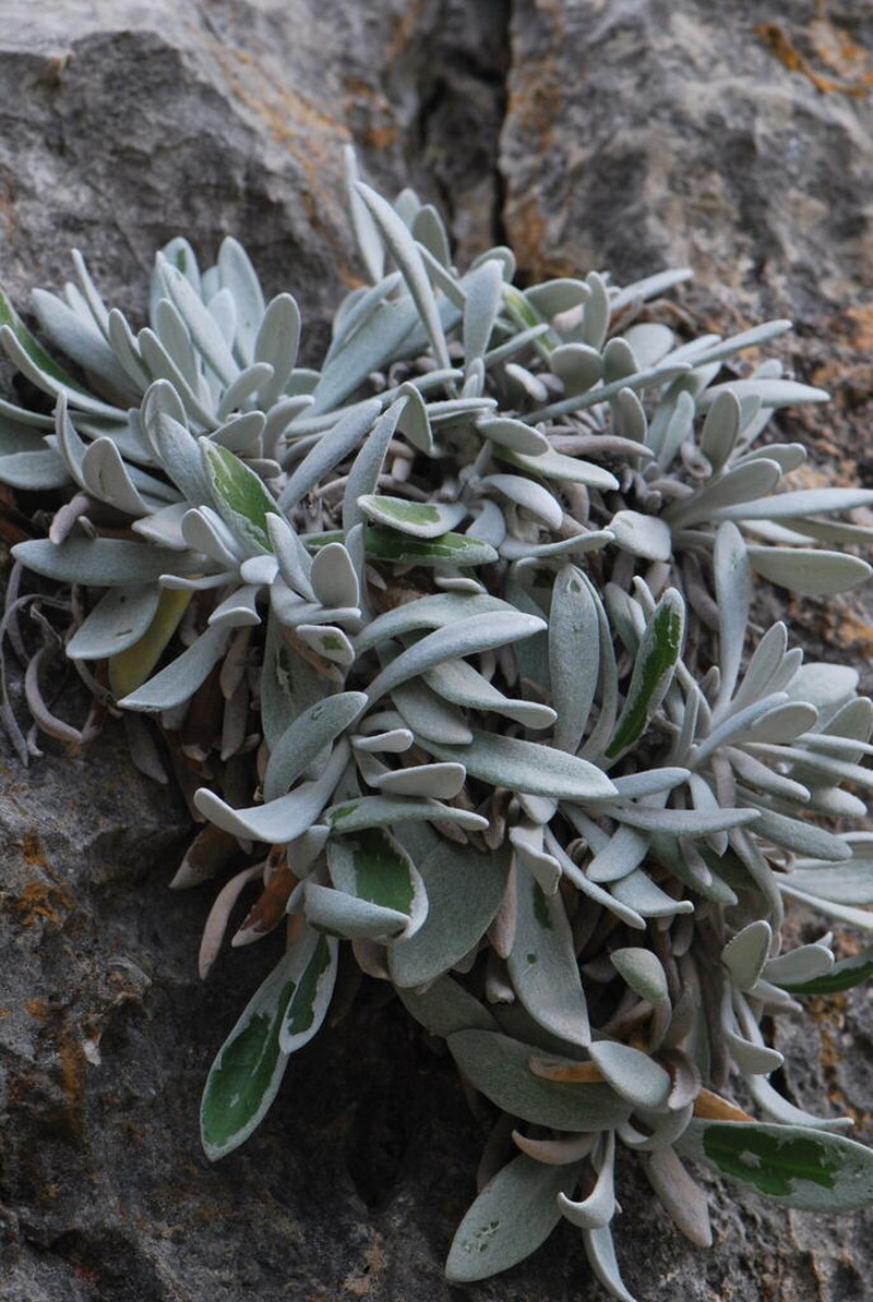 Helichrysum crassifolium photo 7