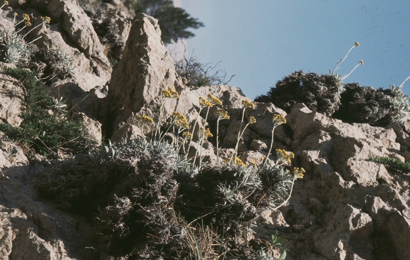Helichrysum crassifolium photo 8