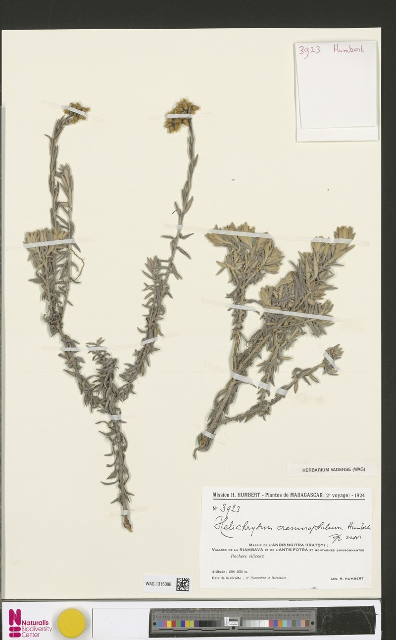 Helichrysum cremnophilum photo 2