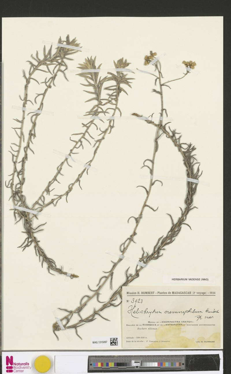 Helichrysum cremnophilum photo 3