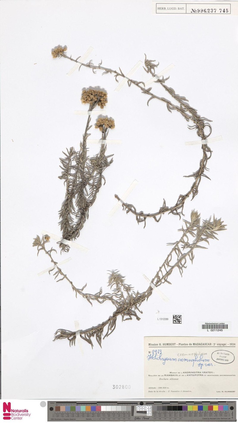 Helichrysum cremnophilum