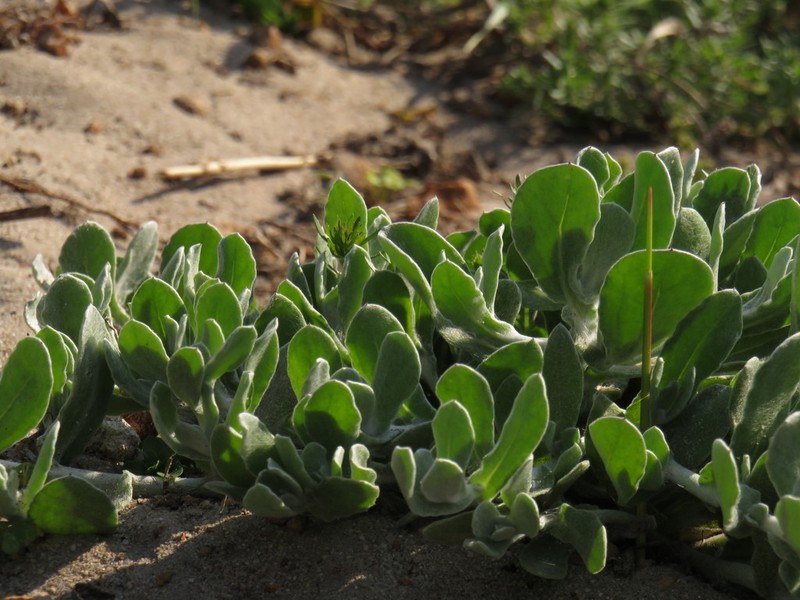 Helichrysum crispum photo 2