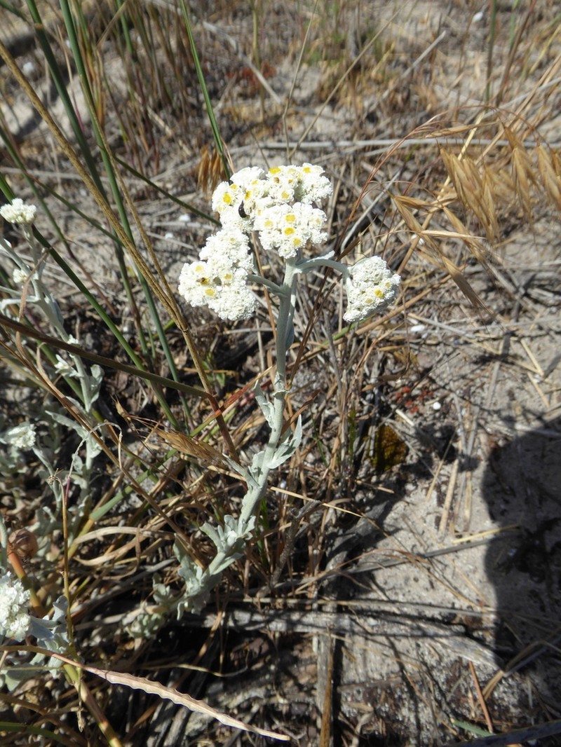 Helichrysum crispum photo 3