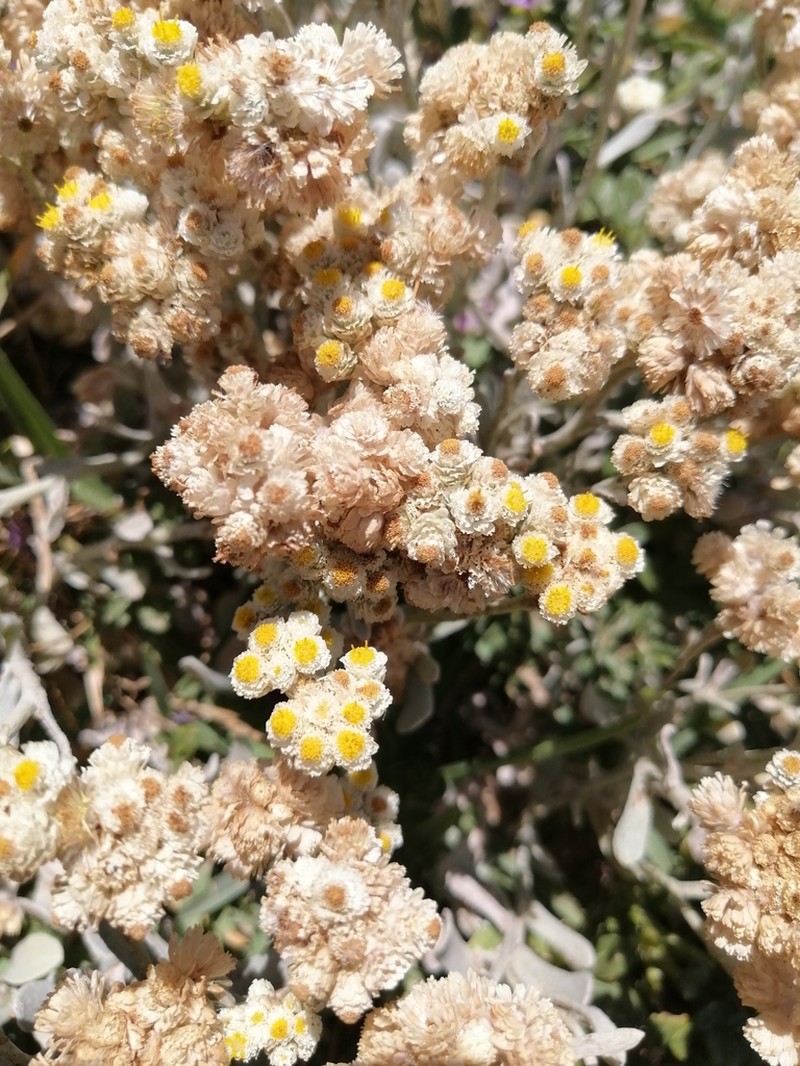 Helichrysum crispum photo 4