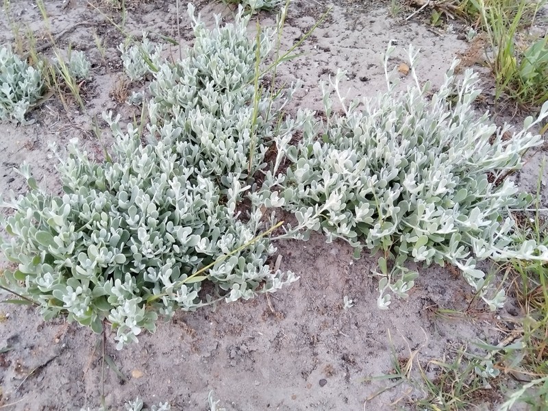 Helichrysum crispum photo 5