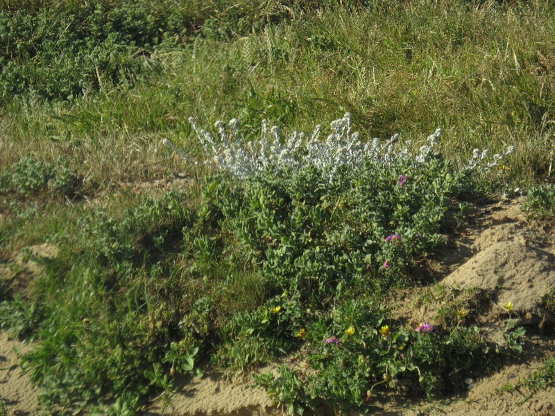 Helichrysum crispum photo 6