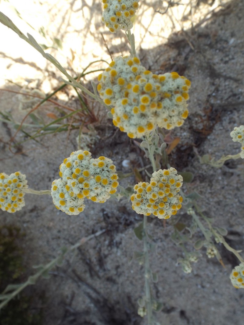 Helichrysum crispum photo 7