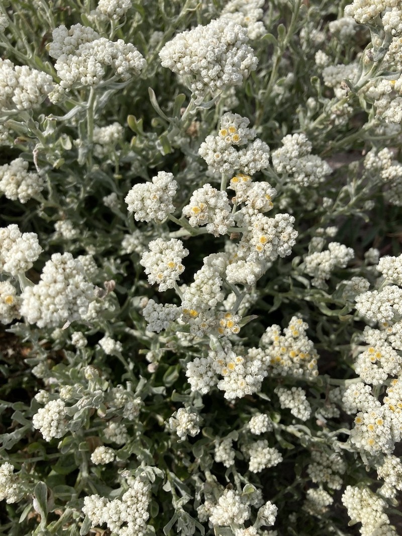 Helichrysum crispum photo 8