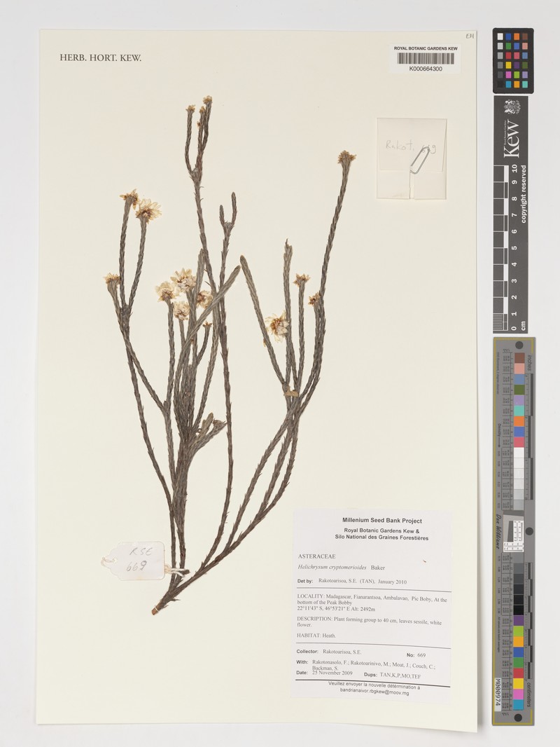 Helichrysum cryptomerioides