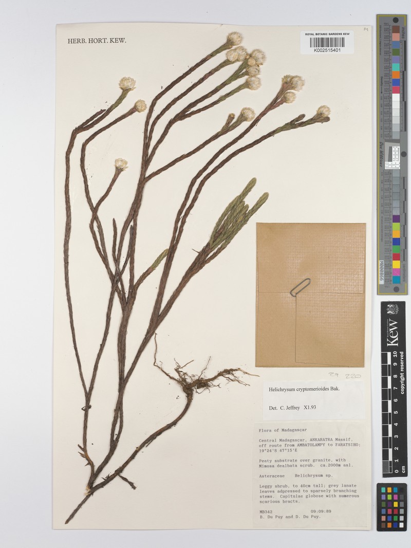 Helichrysum cryptomerioides photo 2