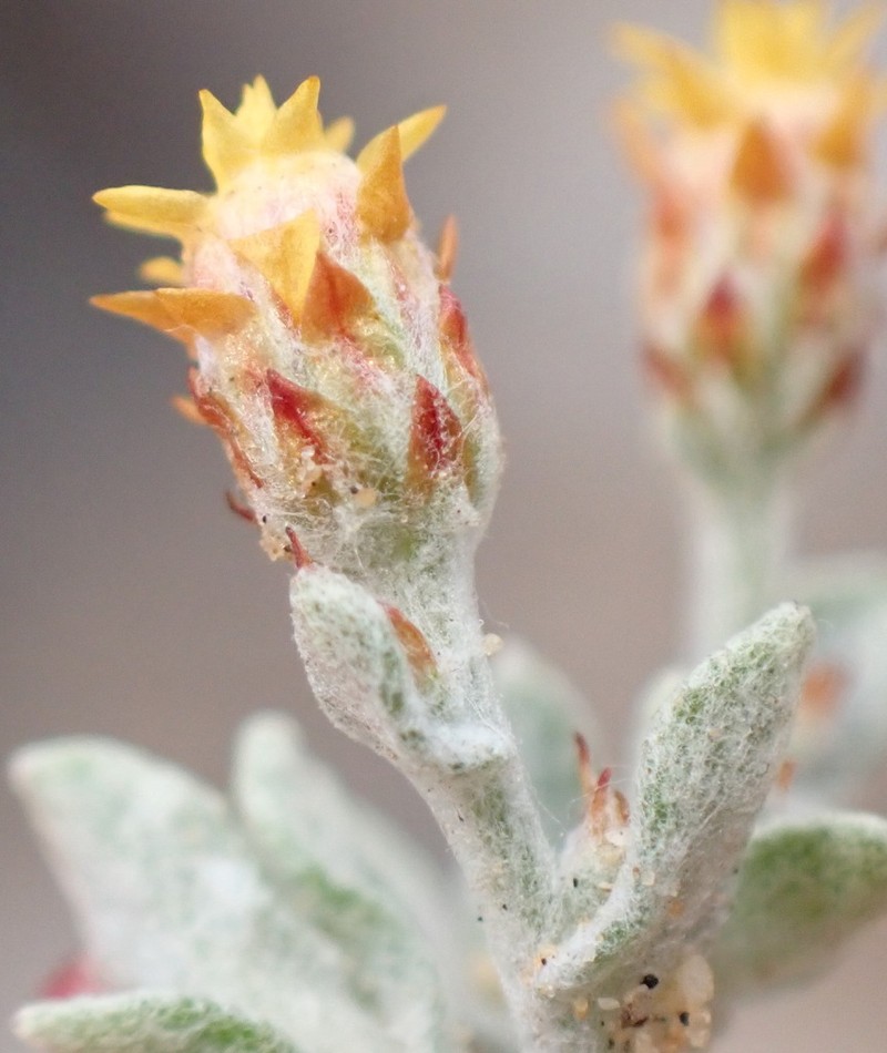 Helichrysum cylindriflorum