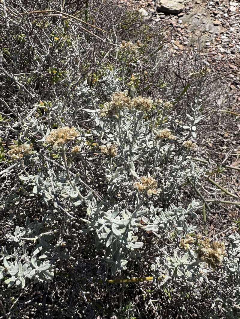Helichrysum cylindriflorum photo 2