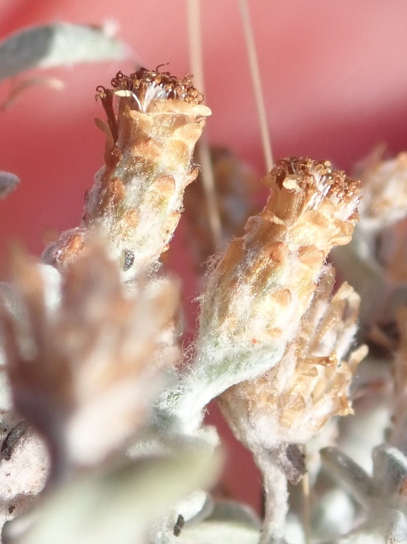 Helichrysum cylindriflorum photo 3