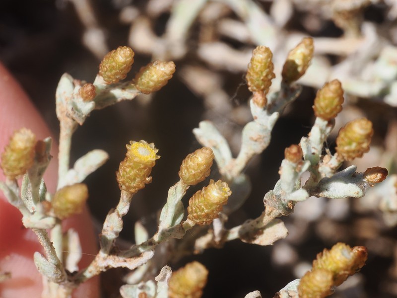Helichrysum cylindriflorum photo 4