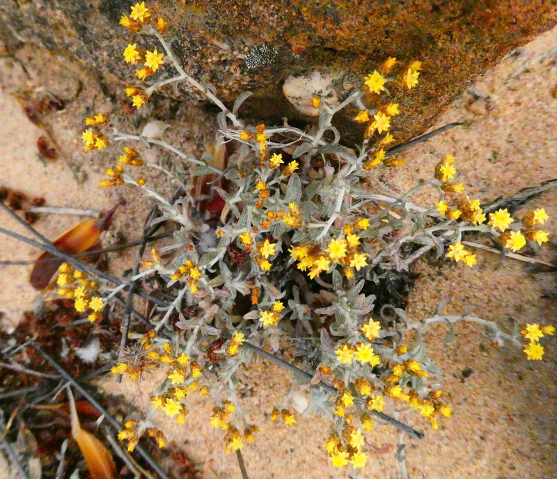 Helichrysum cylindriflorum photo 5