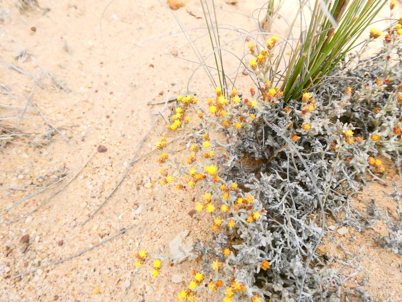 Helichrysum cylindriflorum photo 6