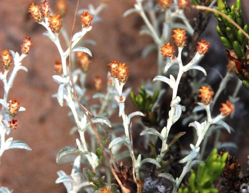 Helichrysum cylindriflorum photo 7