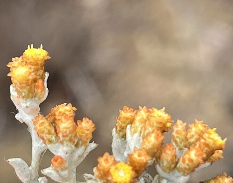 Helichrysum cylindriflorum photo 8