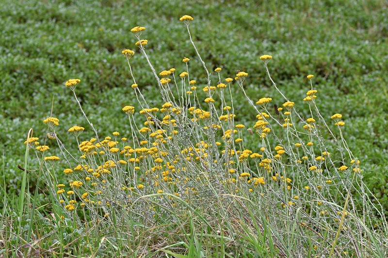 Helichrysum cymosum
