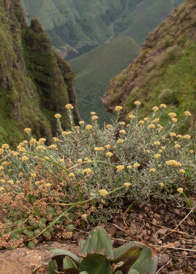 Helichrysum cymosum photo 2