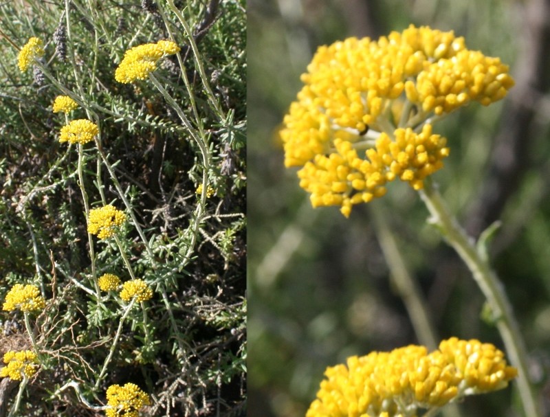 Helichrysum cymosum photo 3