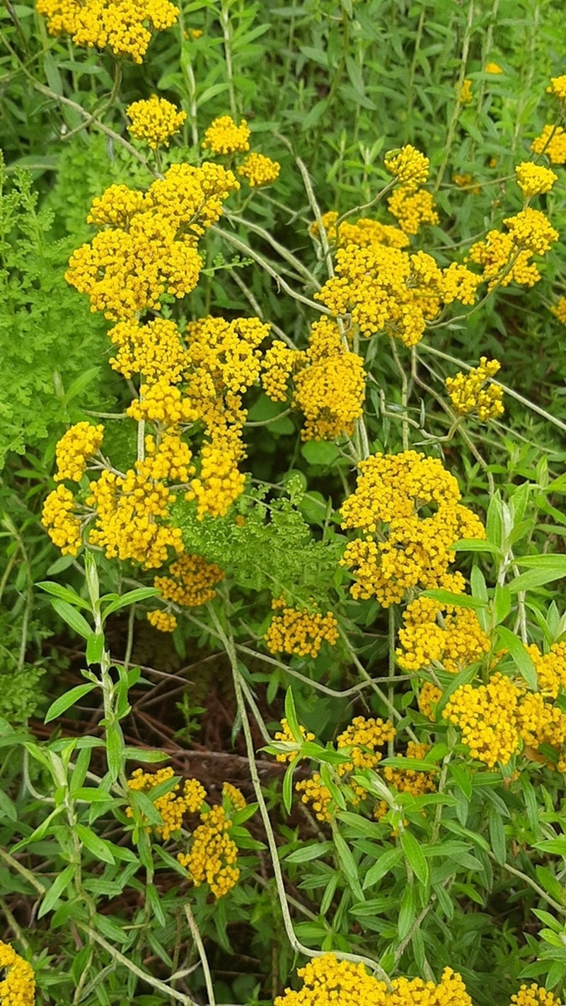 Helichrysum cymosum photo 4