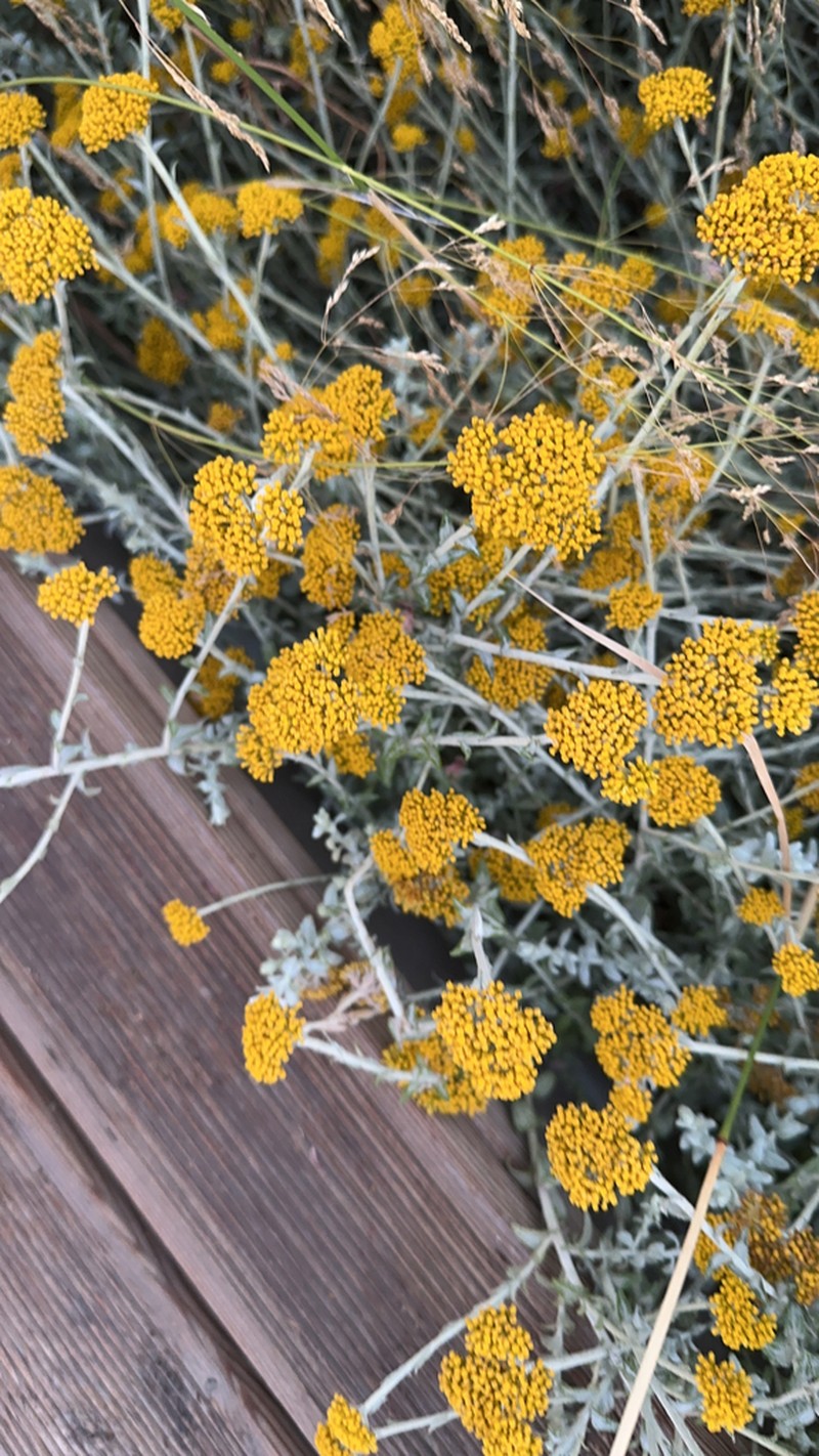 Helichrysum cymosum photo 5