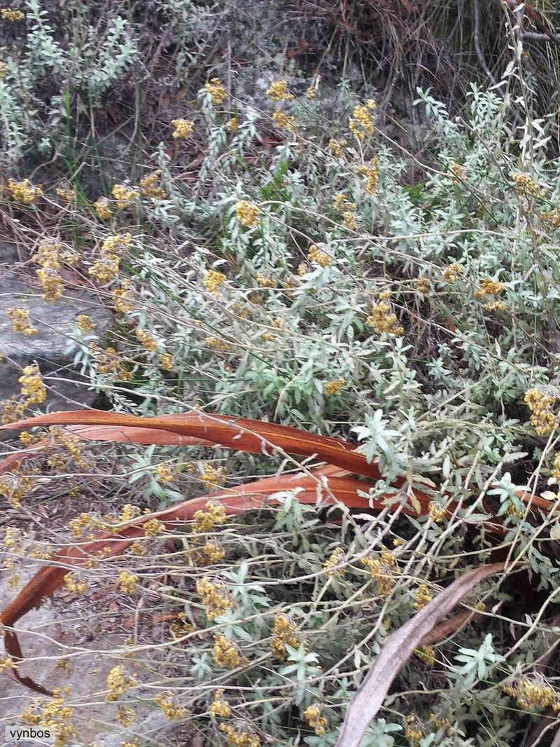 Helichrysum cymosum photo 6