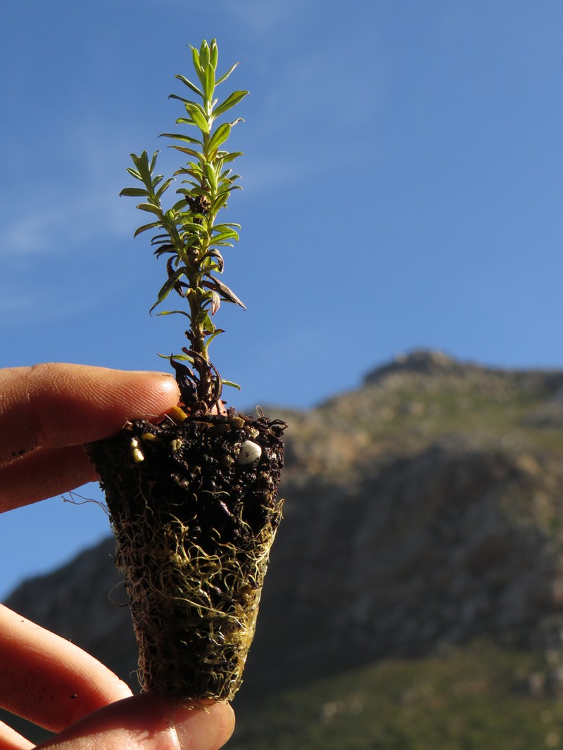 Helichrysum cymosum photo 7