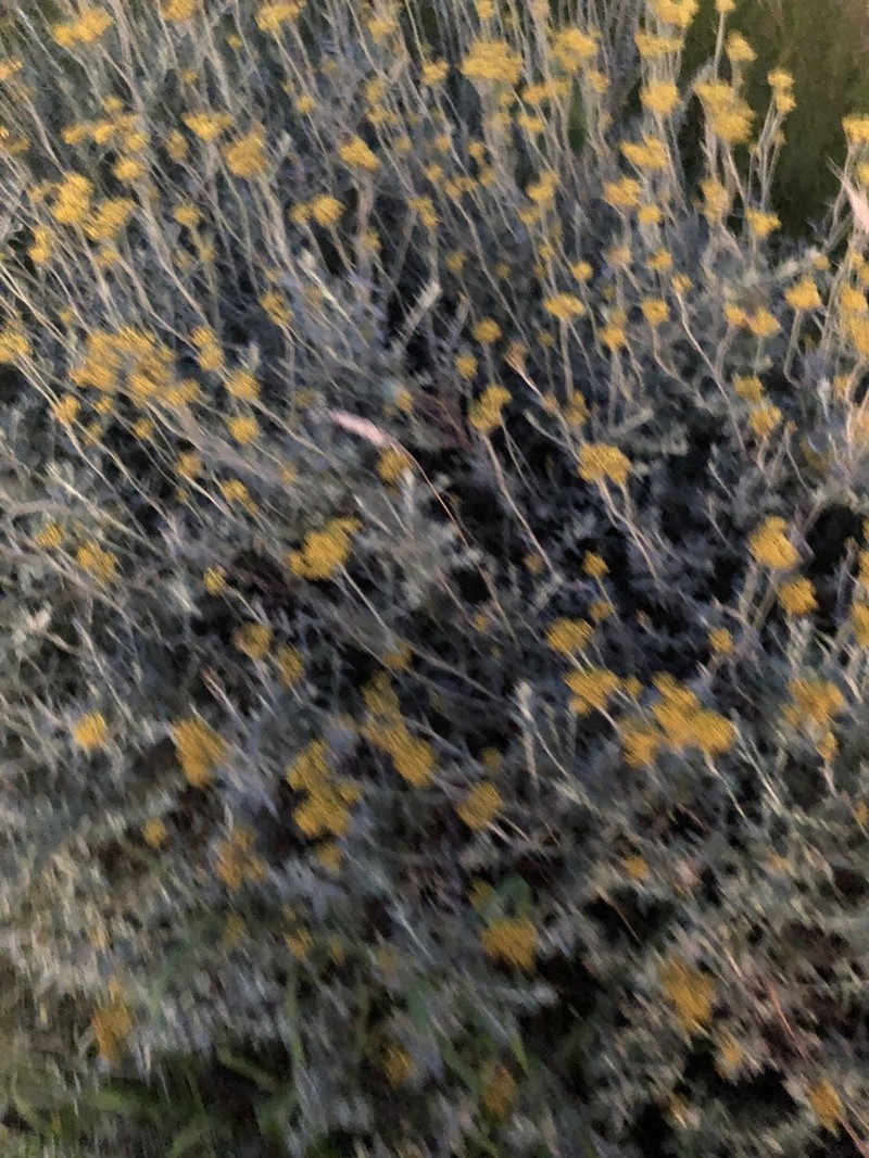Helichrysum cymosum photo 8