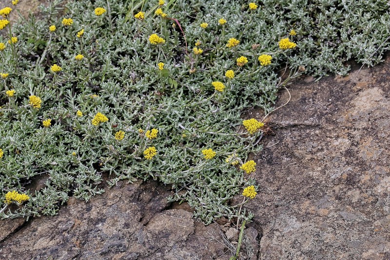 Helichrysum cymosum subsp. calvum