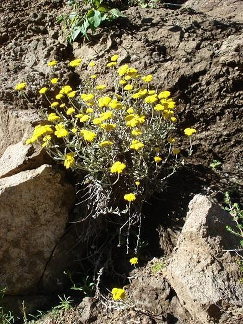 Helichrysum cymosum subsp. calvum photo 2