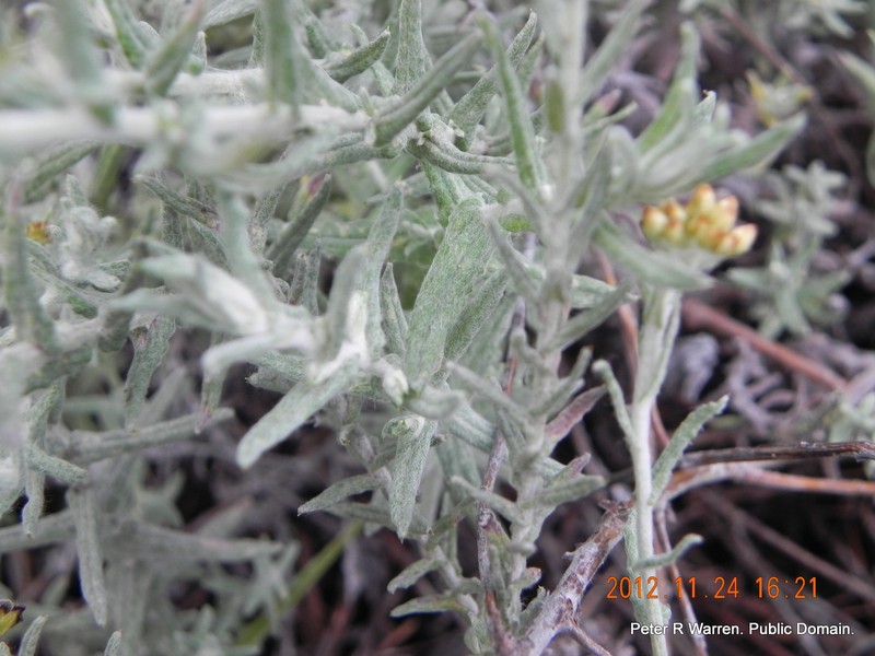 Helichrysum cymosum subsp. calvum photo 3