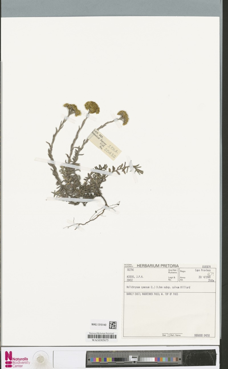 Helichrysum cymosum subsp. calvum photo 4