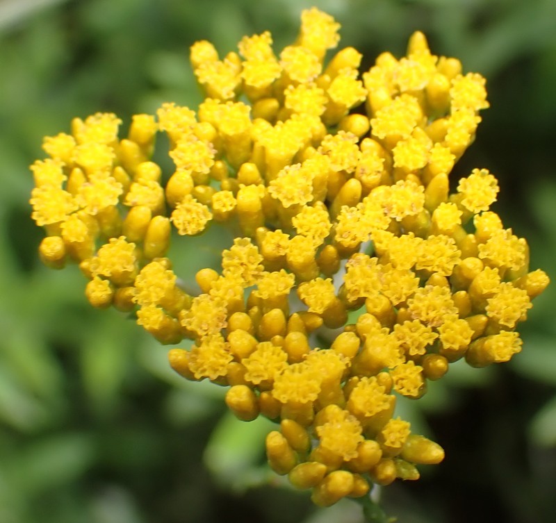 Helichrysum cymosum subsp. cymosum