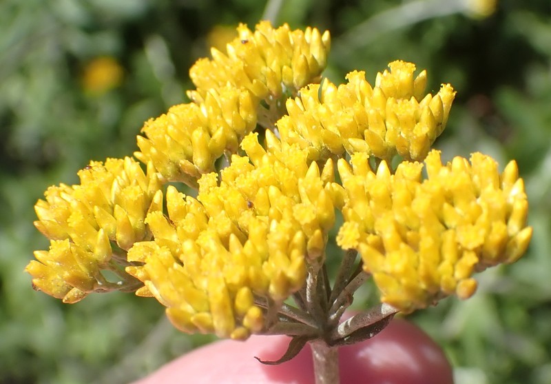 Helichrysum cymosum subsp. cymosum photo 2