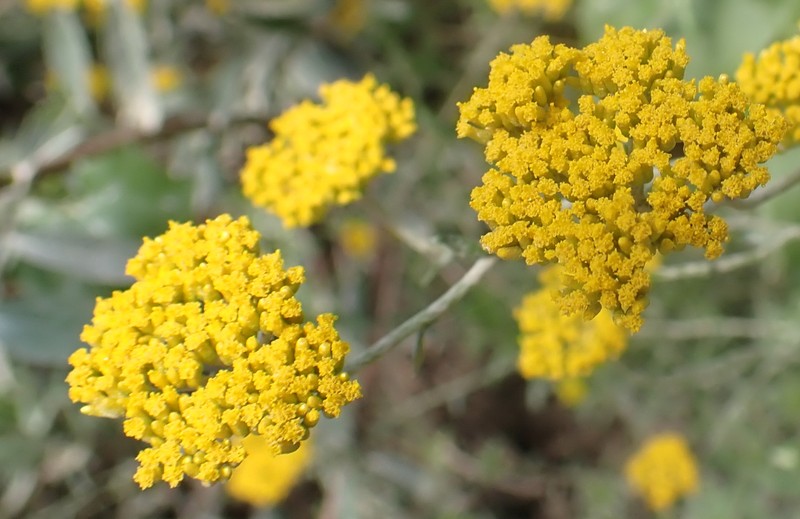 Helichrysum cymosum subsp. cymosum photo 3
