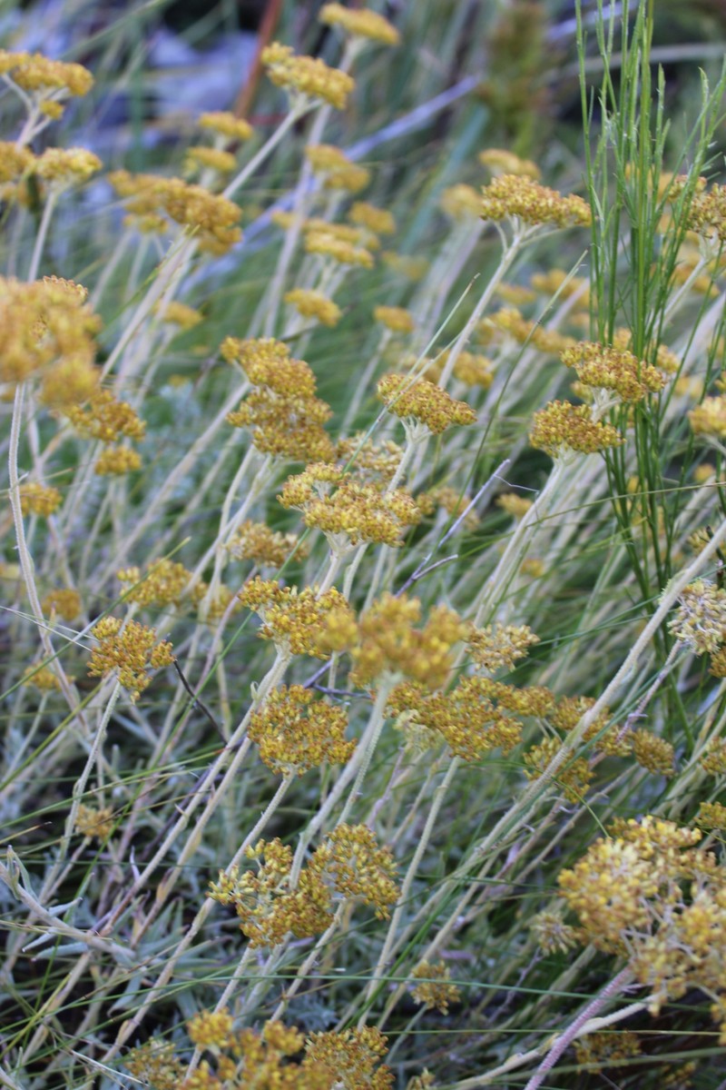 Helichrysum cymosum subsp. cymosum photo 4